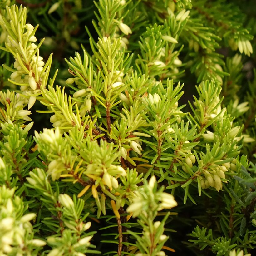 Erica carnea Isabell - Brezo vizcaíno (Follaje)