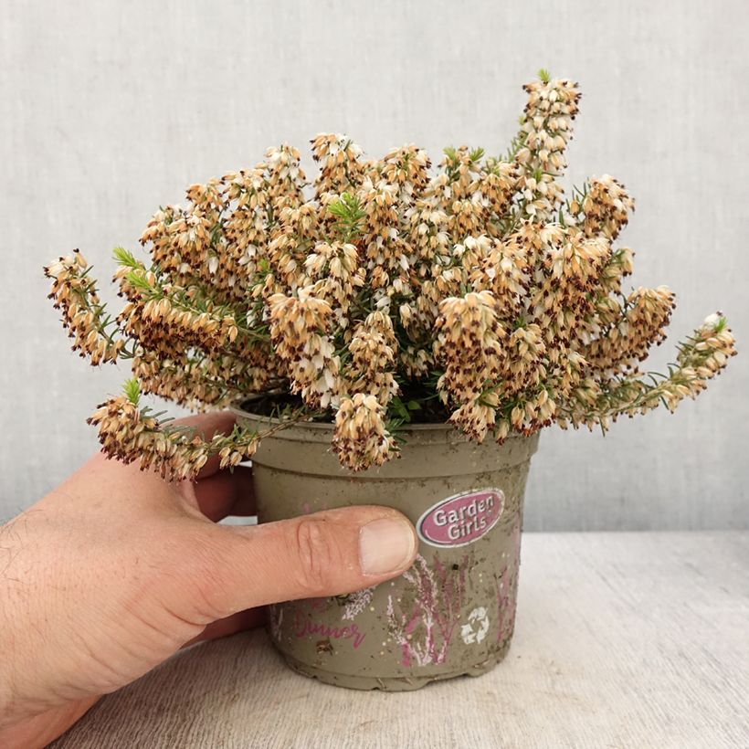 Bruyère des neiges - Erica carnea Isabell  - Pot de 12 cm Ejemplar entregado en la primavera