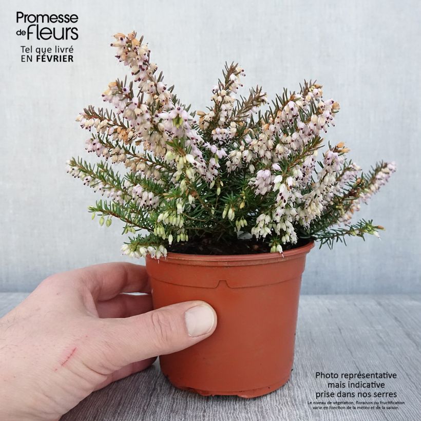 Bruyère des neiges - Erica carnea Jenny Porter - Pot de 1L/1,5L Ejemplar entregado en invierno