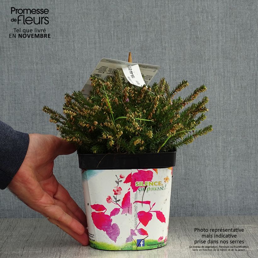 Ejemplar de Bruyère des neiges - Erica carnea Jenny Porter pot de 2L entregado en otoño