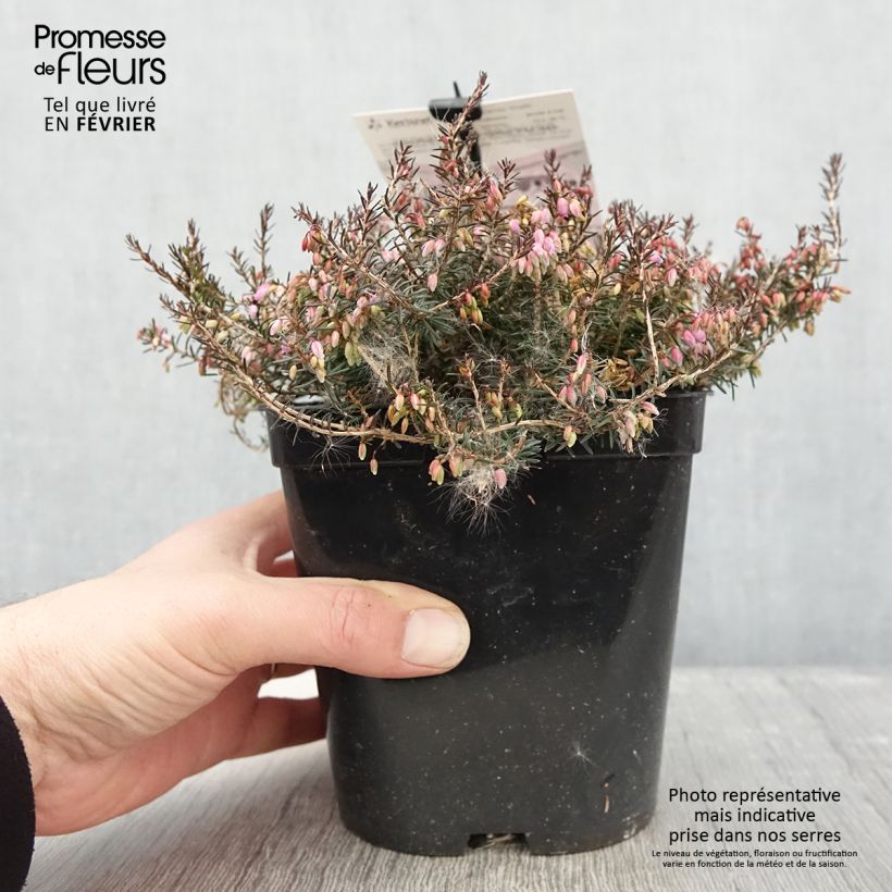 Erica carnea Myreton Ruby - Brezo vizcaíno Ejemplar entregado en invierno