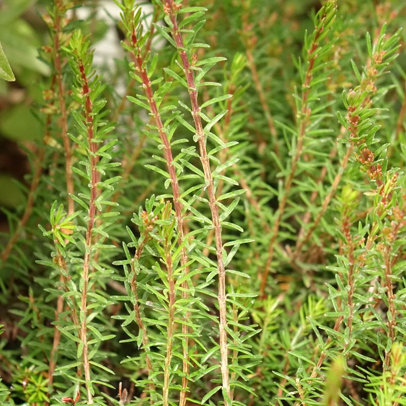 Erica carnea Myreton Ruby - Brezo vizcaíno (Follaje)