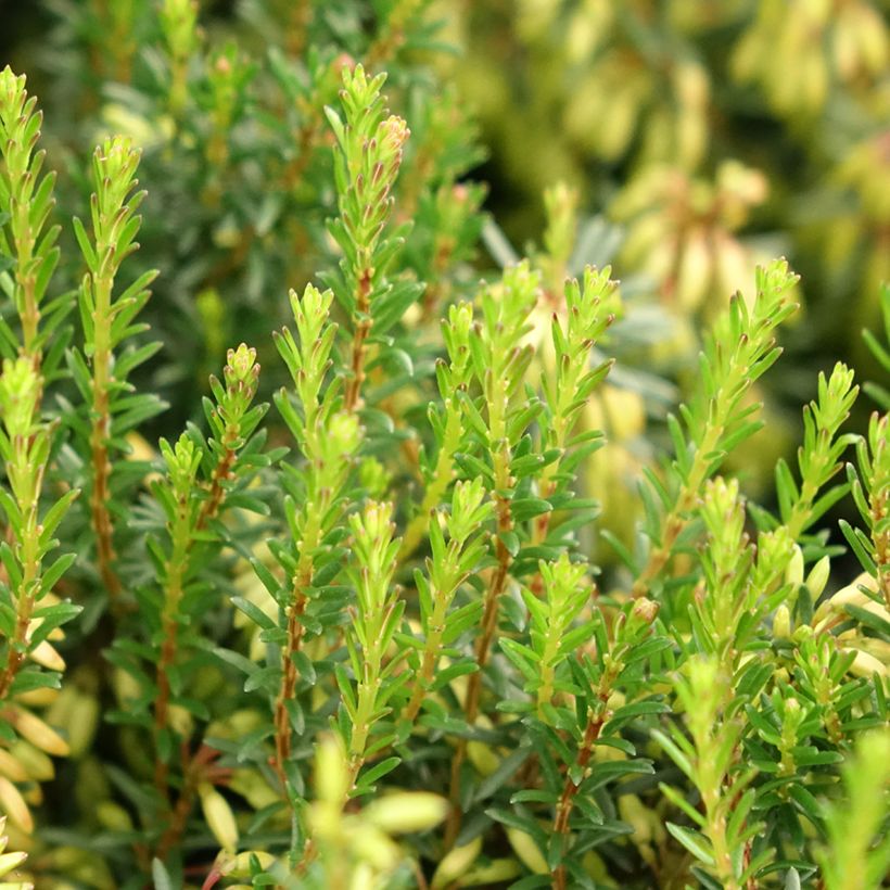 Erica carnea Rosalie - Brezo vizcaíno (Follaje)