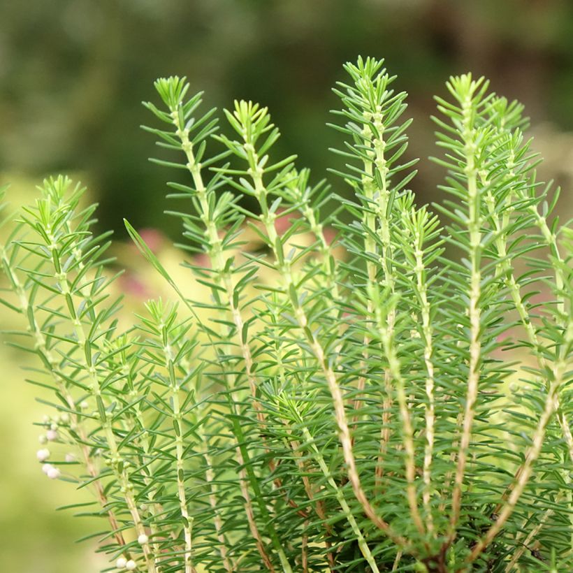 Erica vagans Holden Pink - Brezo (Follaje)