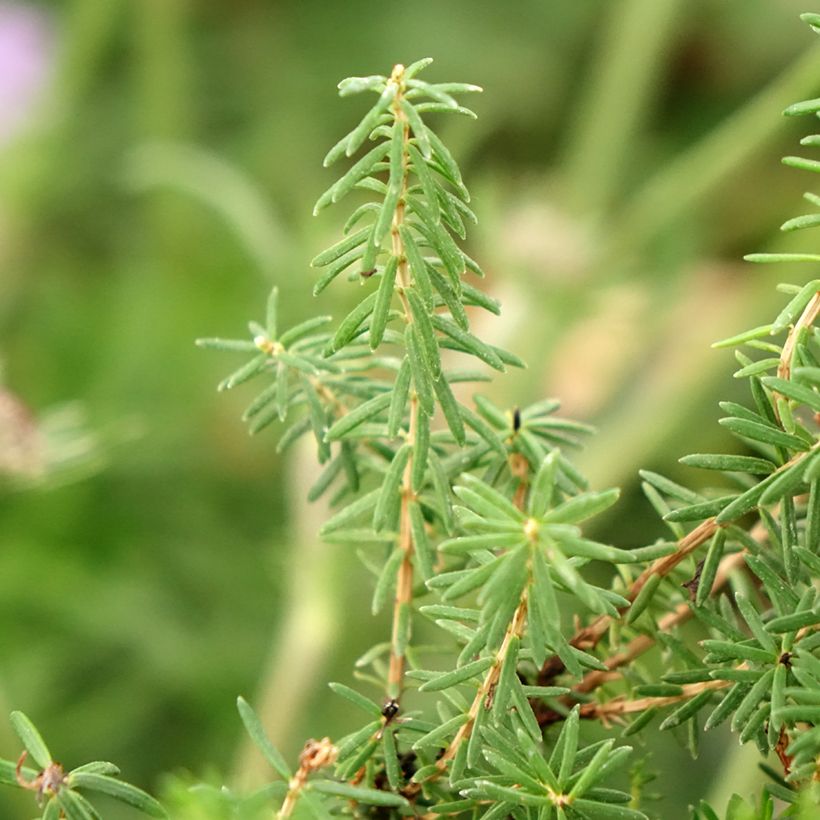 Erica vagans Pyrenees Pink - Brezo (Follaje)