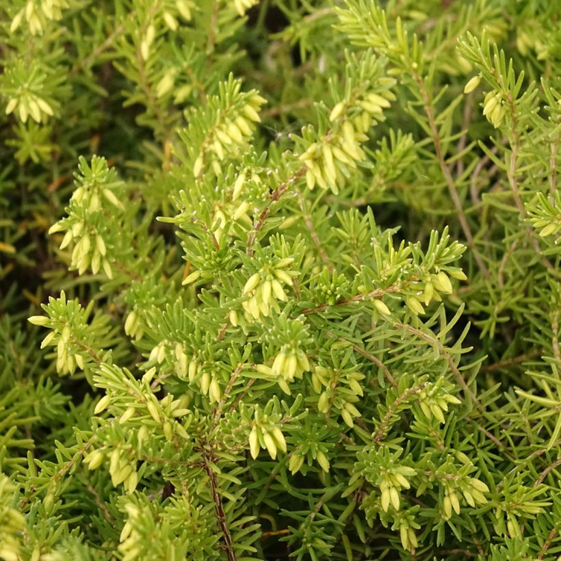 Erica vagans White Rocket - Brezo (Follaje)