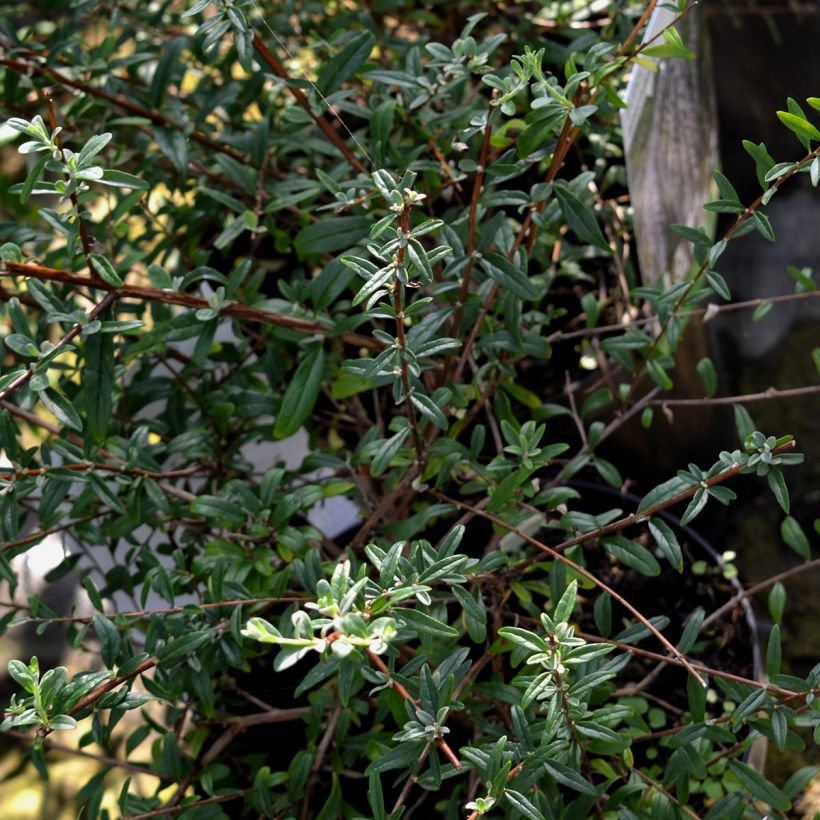 Buddleja alternifolia - Mariposa de hojas alternas (Follaje)