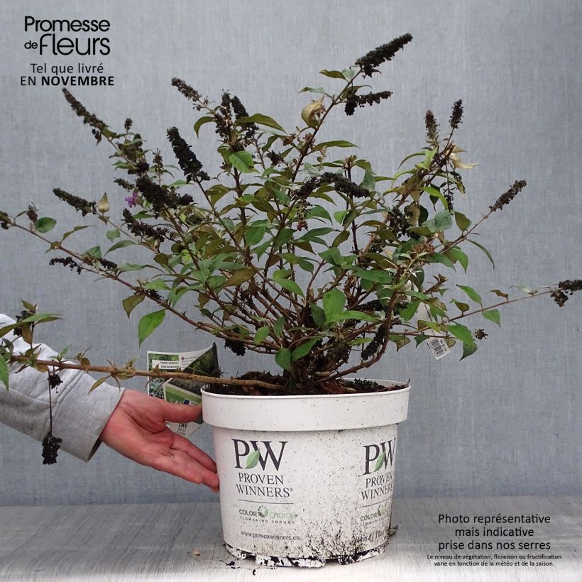 Ejemplar de Buddleia Blue Chip en pot de 10L entregado en otoño