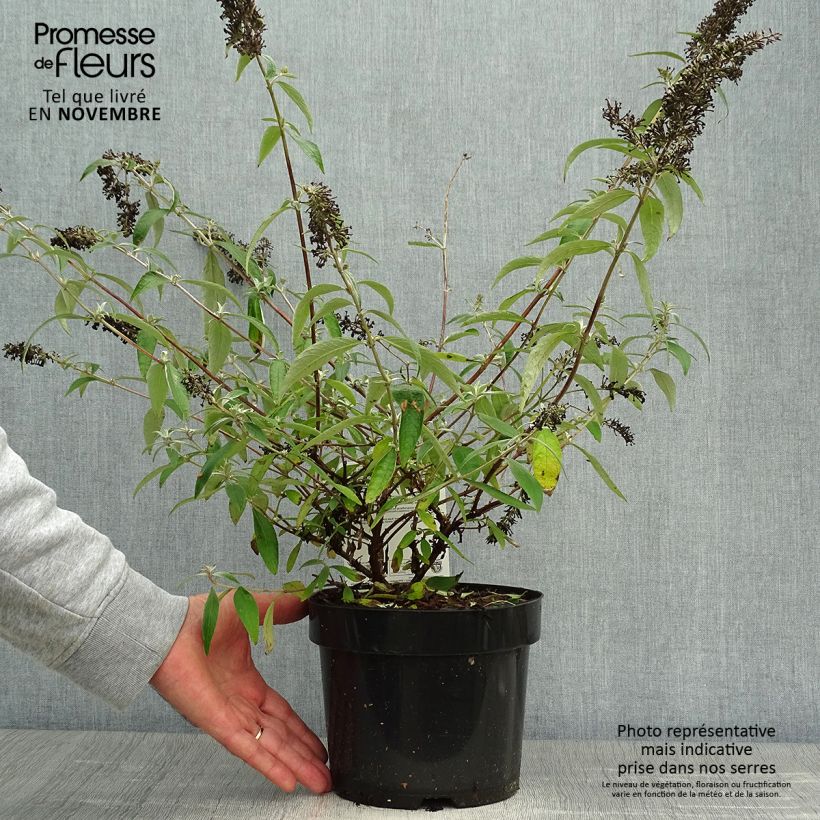 Ejemplar de Buddleia davidii Adonis Blue, Arbre à papillons Pot de 3L/4L entregado en otoño