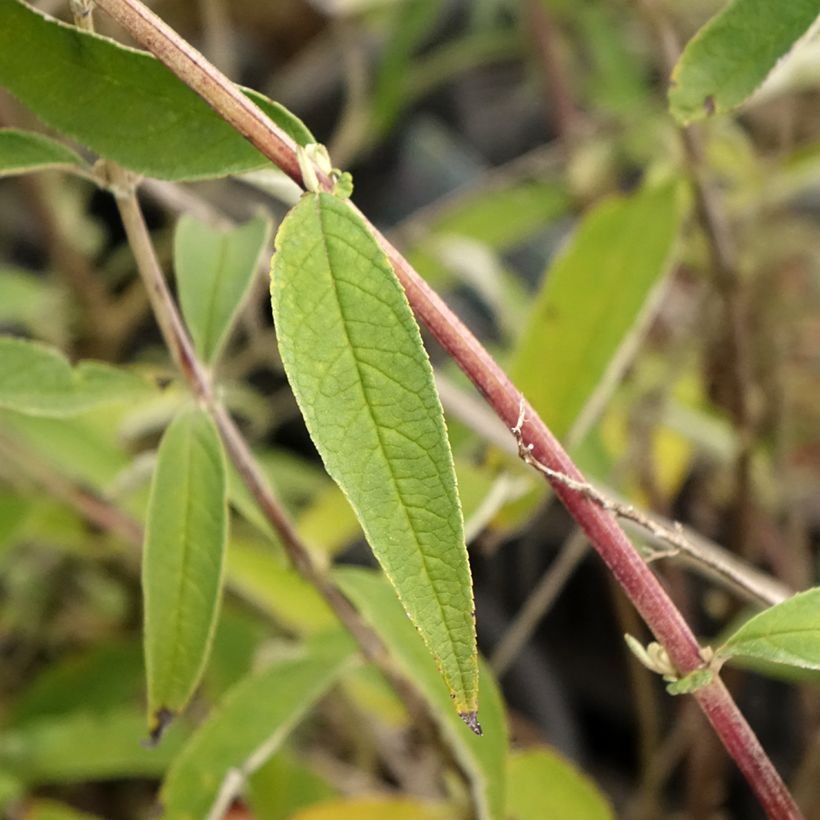 Buddleja davidii Black knight (Follaje)