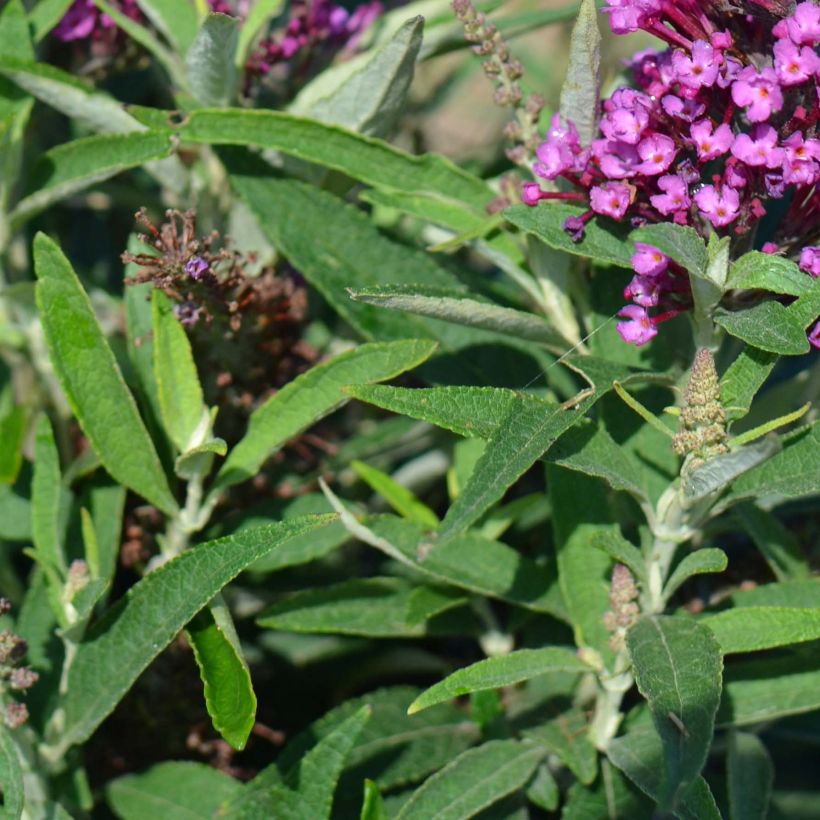 Buddleja davidii Butterfly Tower (Follaje)