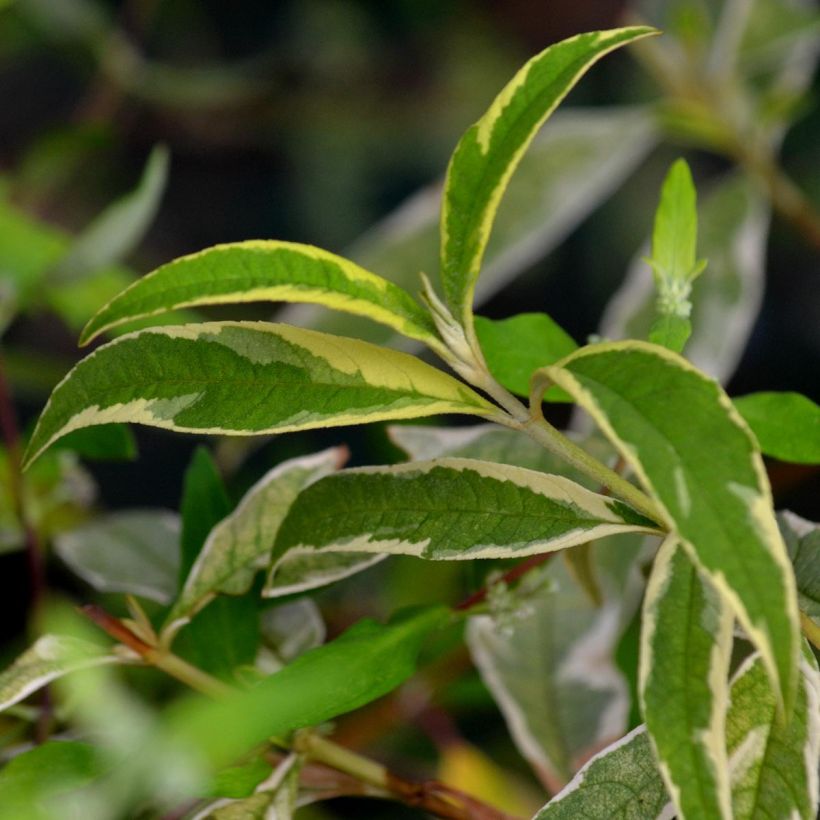 Buddleja davidii Masquerade (Follaje)