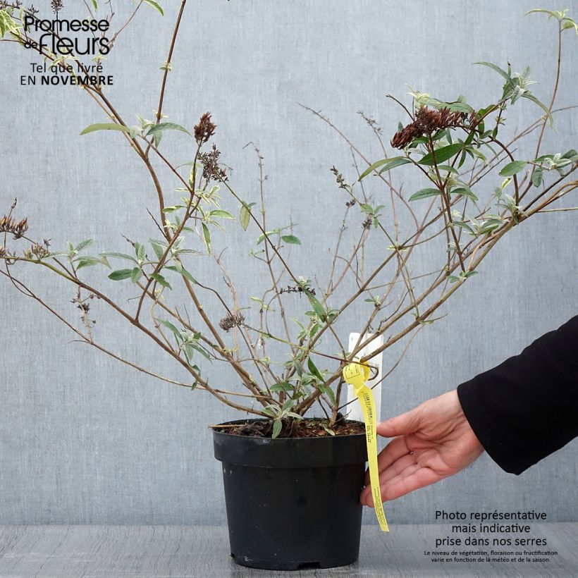 Ejemplar de Buddleia davidii Masquerade - Arbre aux papillons Pot de 3L/4L entregado en otoño