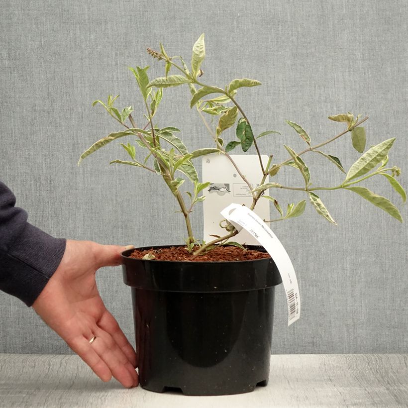 Ejemplar de Buddleia davidii Masquerade - Arbre aux papillons Pot de 3L/4L entregado en verano