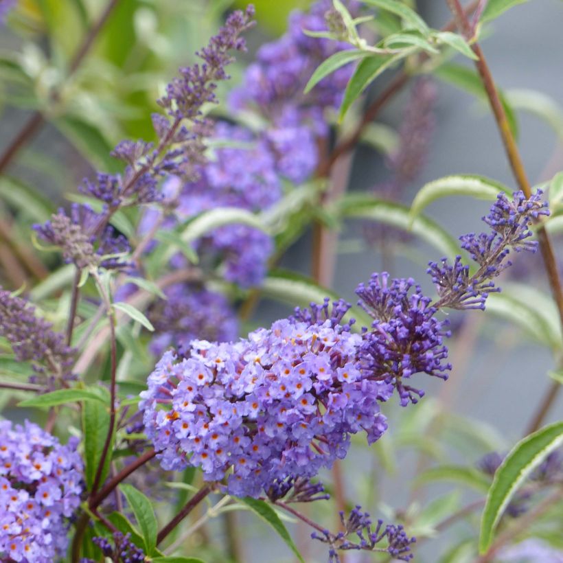 Buddleja davidii Nanho Blue (Floración)