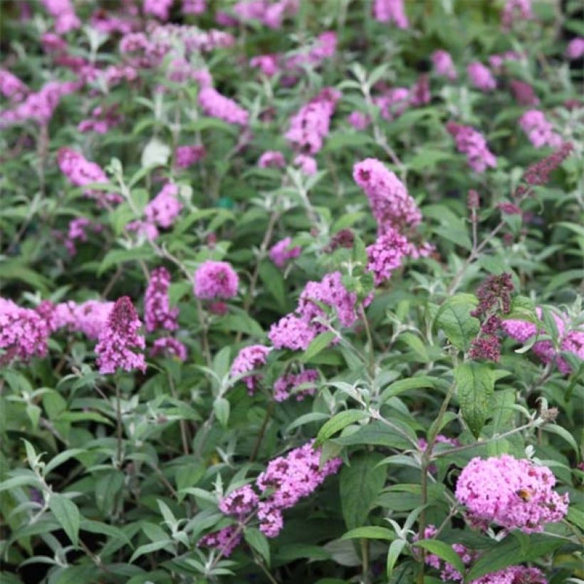 Buddleja davidii Pink Delight (Floración)