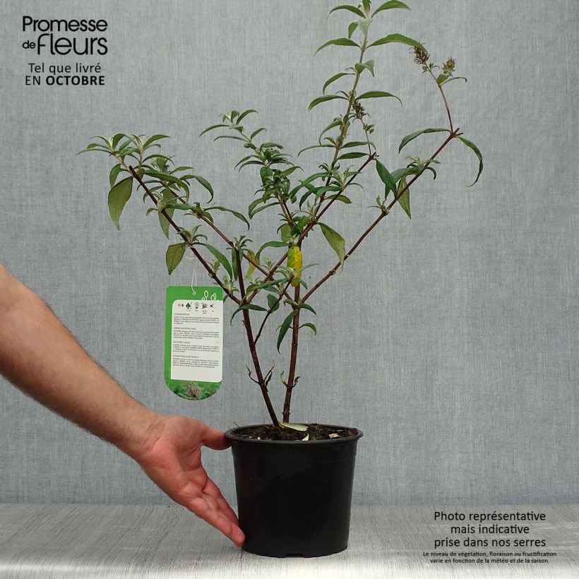 Ejemplar de Buddleia davidii Pink Delight en pot de 3.5L. entregado en otoño