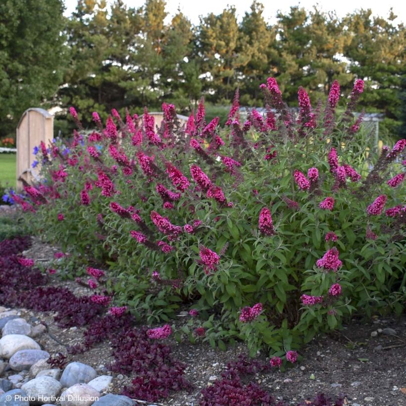 Buddleja davidii Prince Charming (Porte)