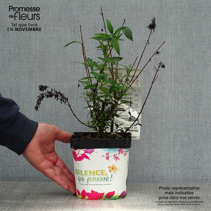 Ejemplar de Buddleia davidii Prince Charming - Arbre aux papillons Pot de 2L/3L entregado en otoño