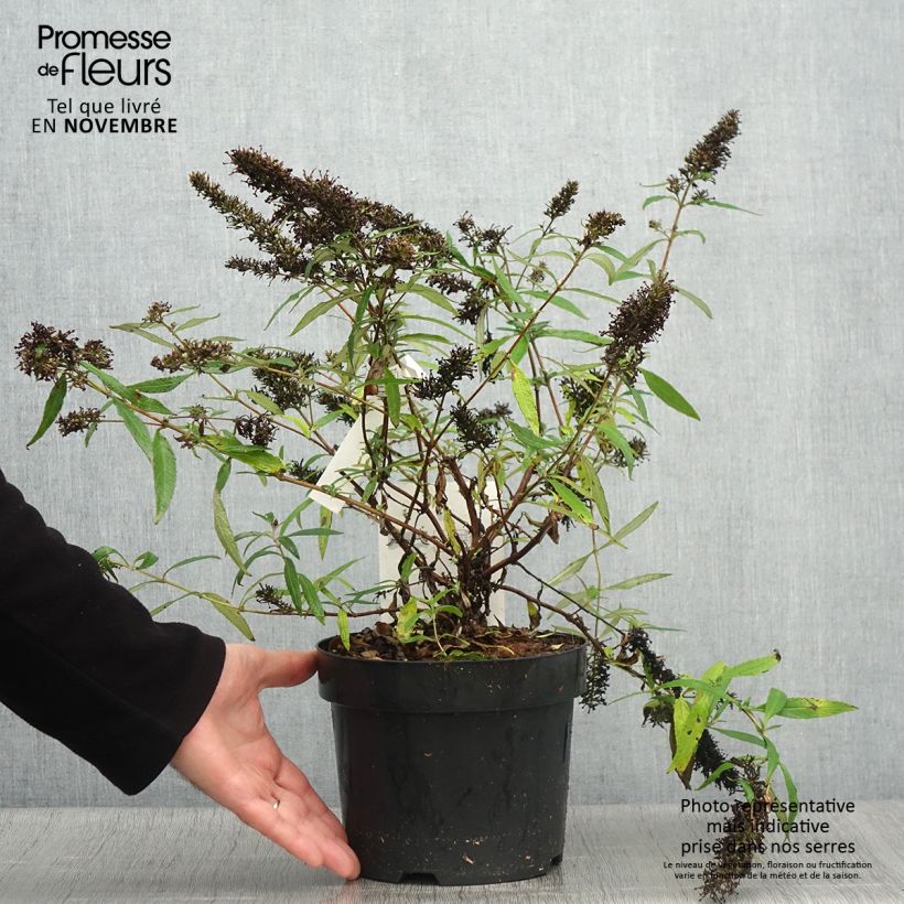 Ejemplar de Buddleia davidii Purple Emperor - Arbre aux papillons Pot de 2L/3L entregado en otoño