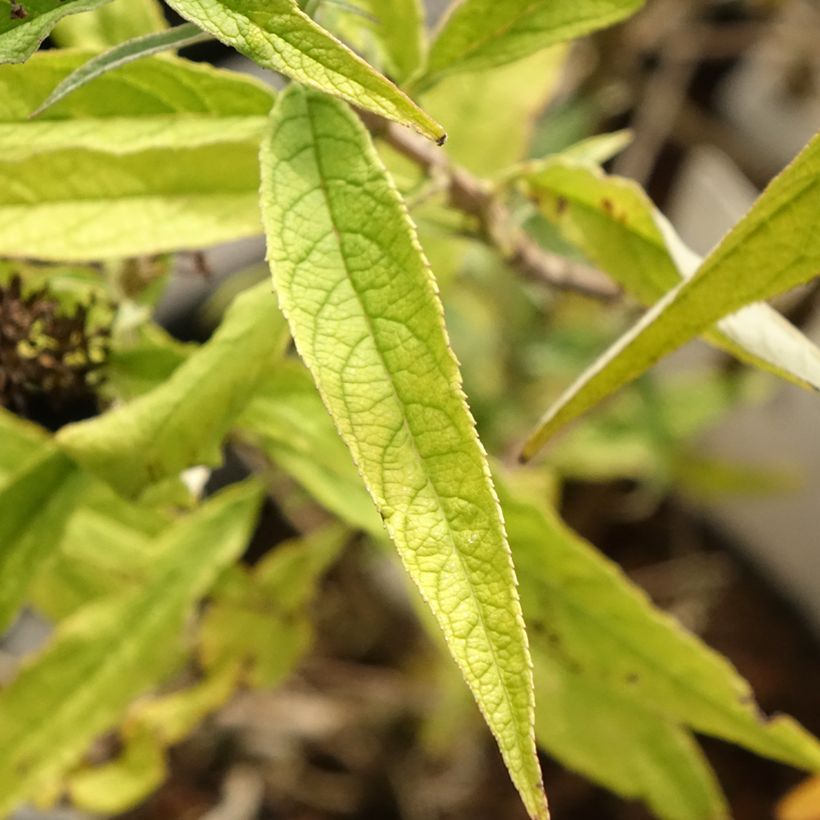 Buddleja davidii Purple Emperor (Follaje)