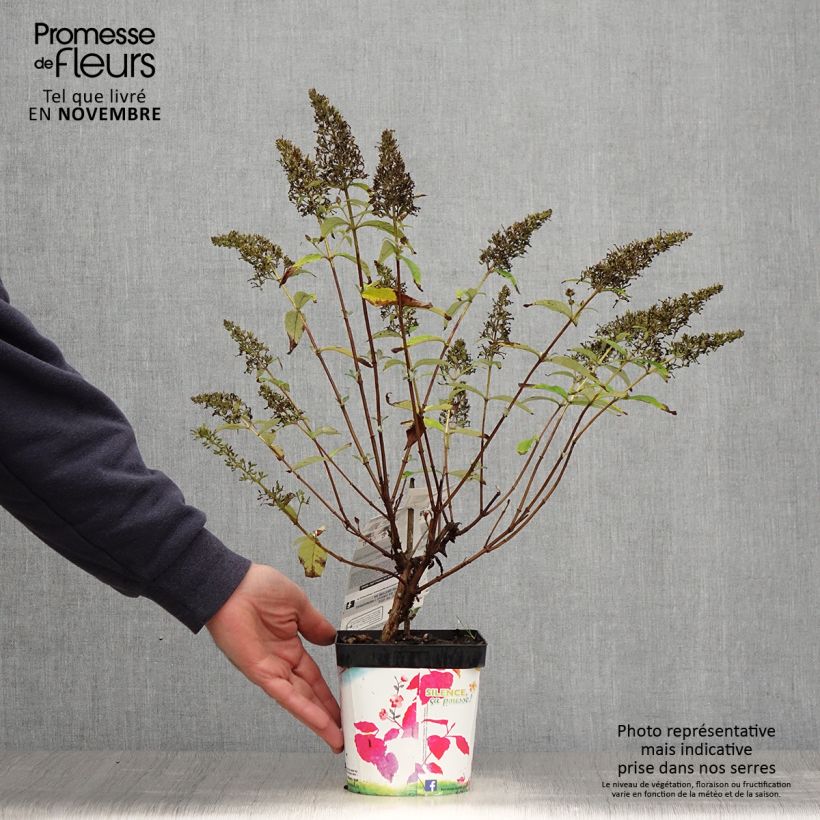 Ejemplar de Buddleia davidii Rêve de Papillon Pink - Arbre aux papillons en pot de 2/3L entregado en otoño