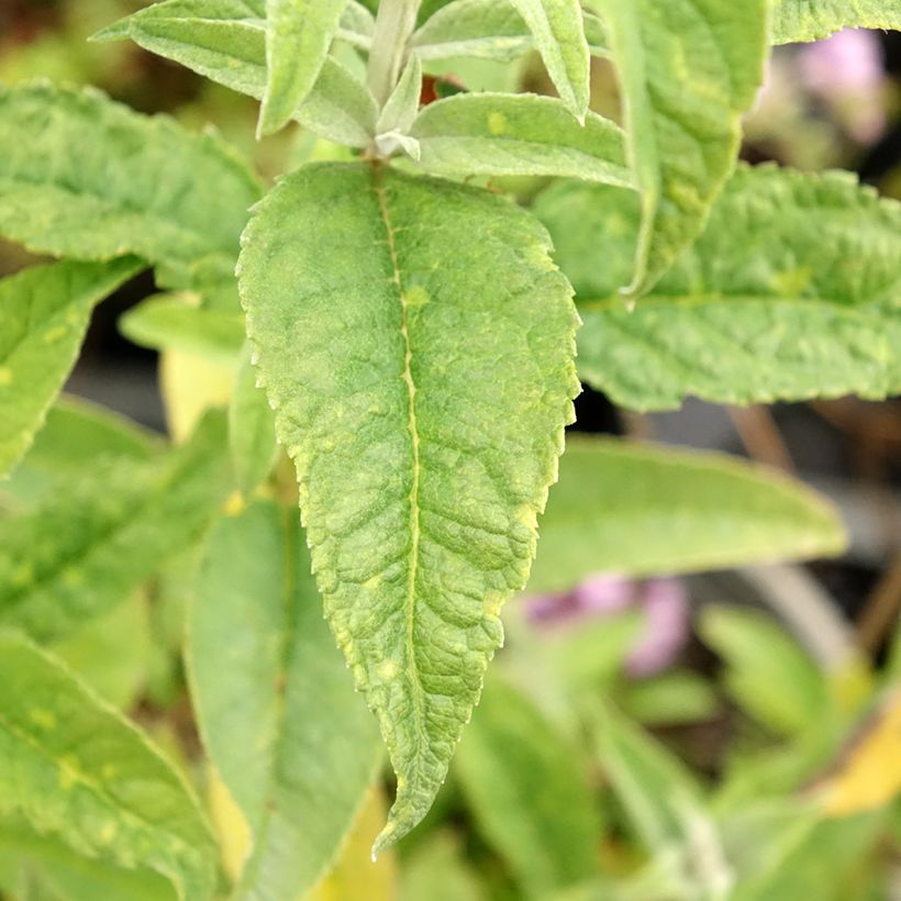 Buddleja davidii Rêve de Papillon Blanc (Follaje)