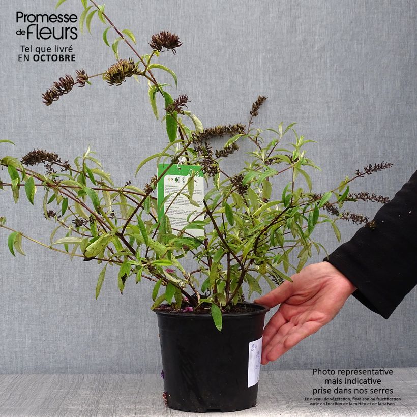 Ejemplar de Buddleia davidii Santana - Arbre à papillons panaché Pot de 2L/3L entregado en otoño