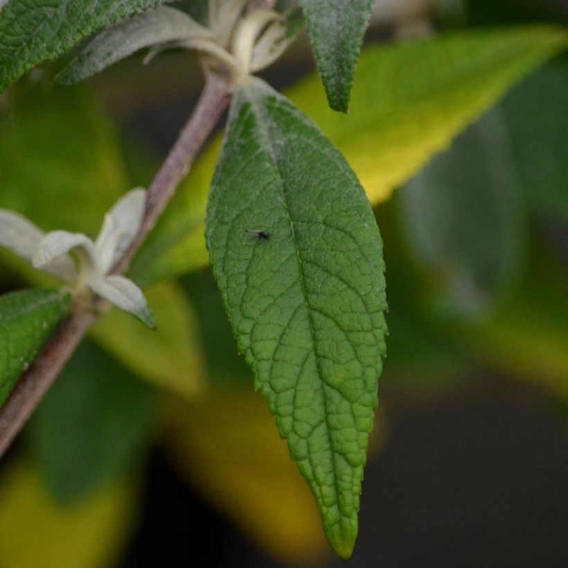 Buddleja davidii Summer Beauty (Follaje)