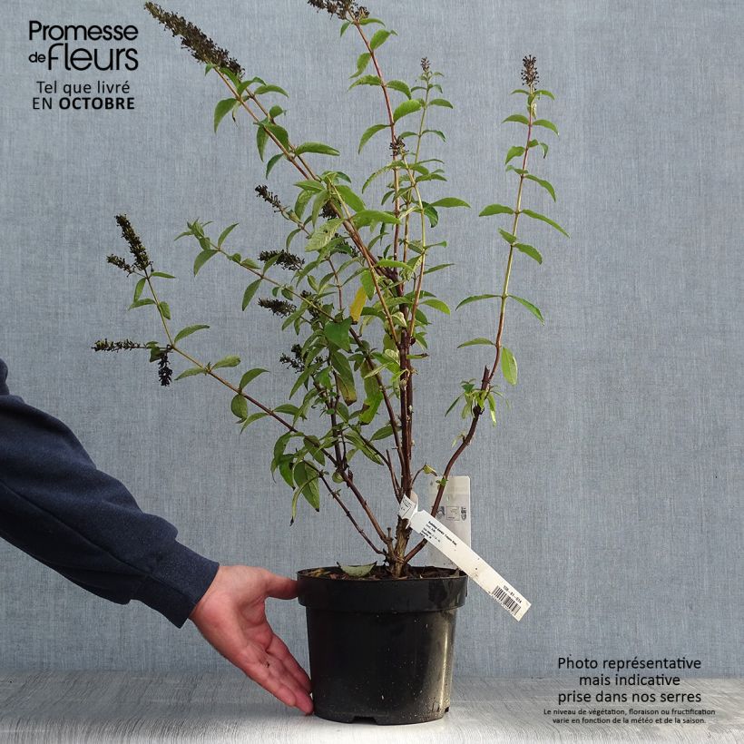 Ejemplar de Buddleia Empire Blue - Arbre aux papillons Pot de 2L/3L entregado en otoño