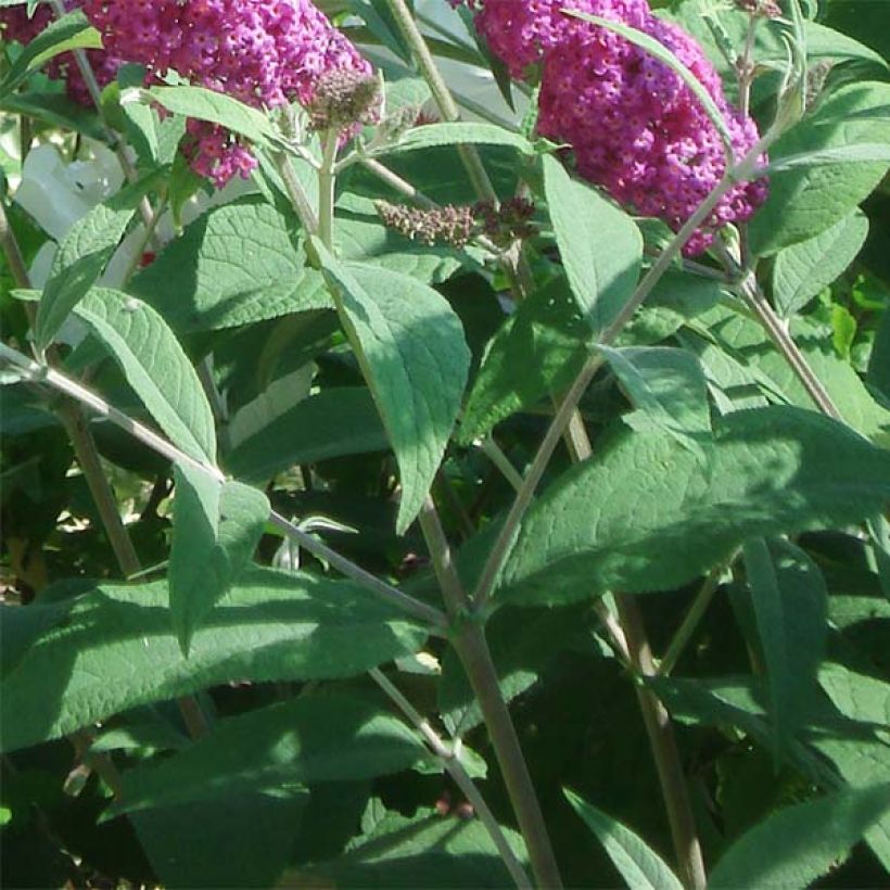 Buddleja Miss Ruby (Follaje)