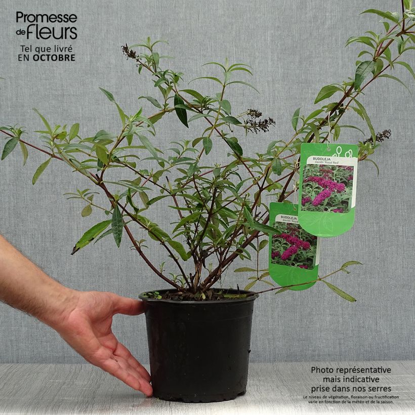 Ejemplar de Buddleia Royal Red - Arbre aux papillons rouge en pot de 2/3L entregado en otoño