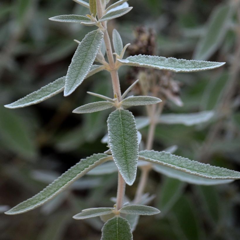 Buddleja Silver Anniversary (Follaje)