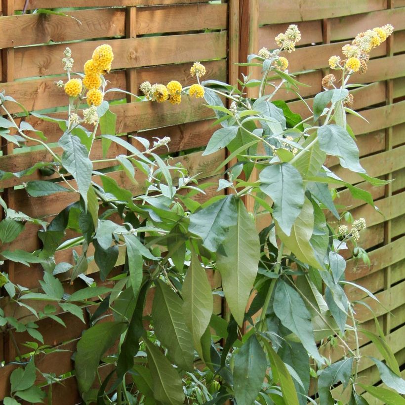 Buddleja weyeriana Sungold (Porte)