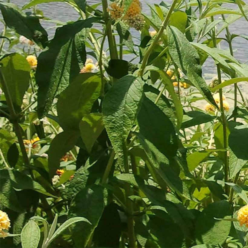 Buddleja weyeriana Sungold (Follaje)