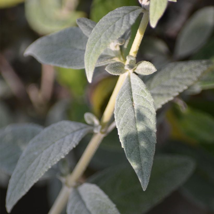 Buddleja White Chip (Follaje)