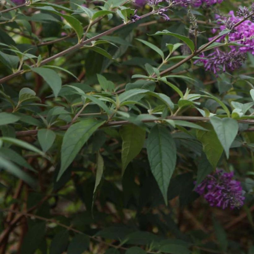 Buddleja davidii Argus Velvet (Follaje)