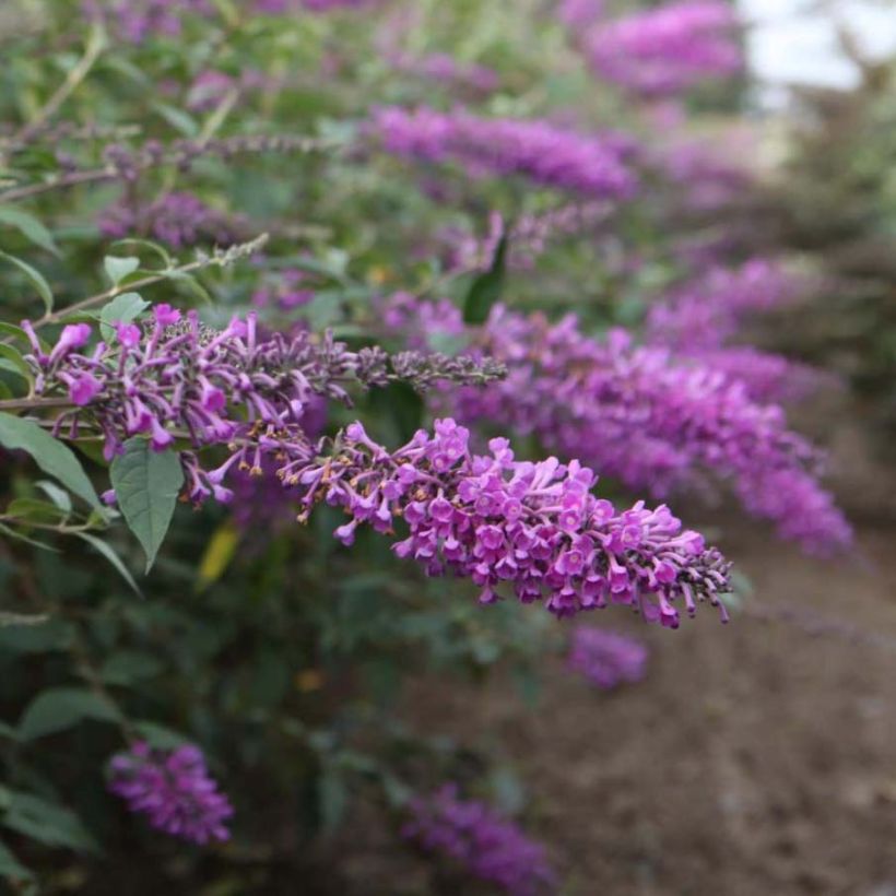 Buddleja davidii Argus Velvet (Floración)