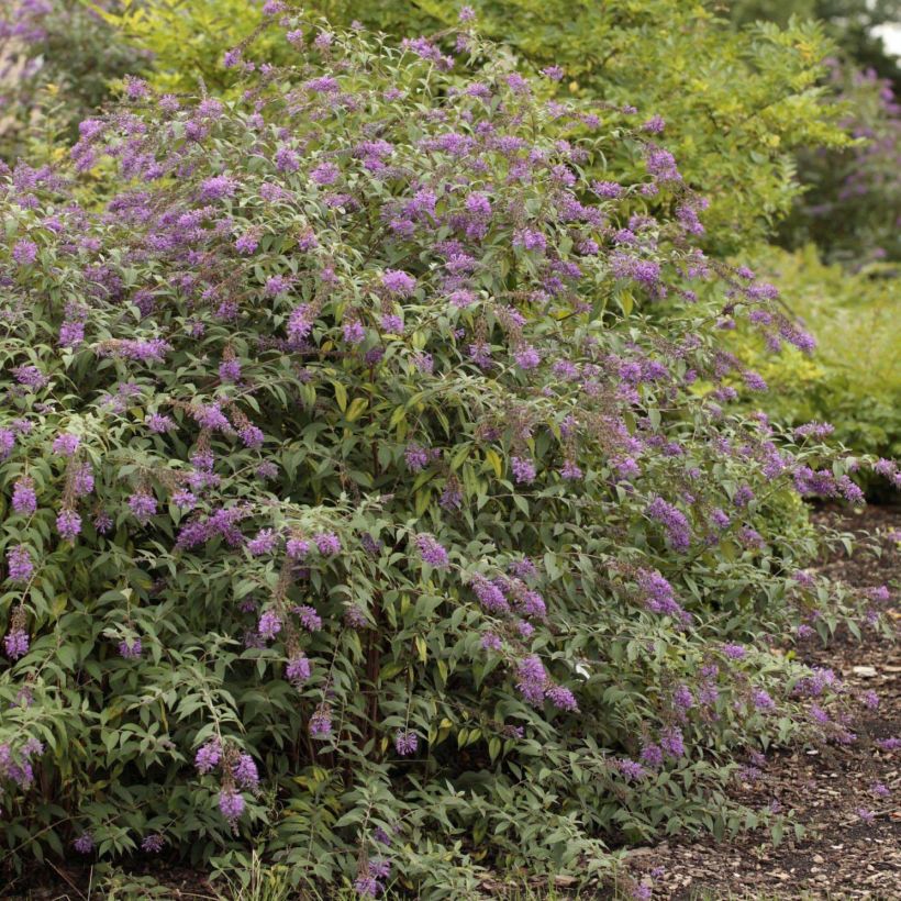 Buddleja davidii Argus Velvet (Porte)