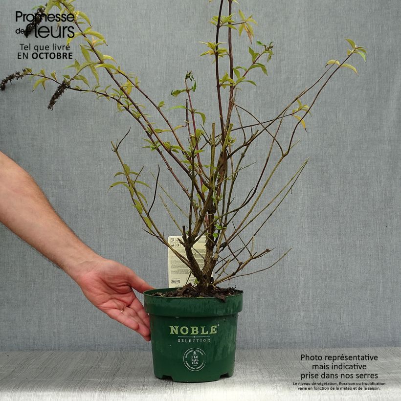 Ejemplar de Buddleja davidii Argus Velvet Pot de 3L/4L entregado en otoño