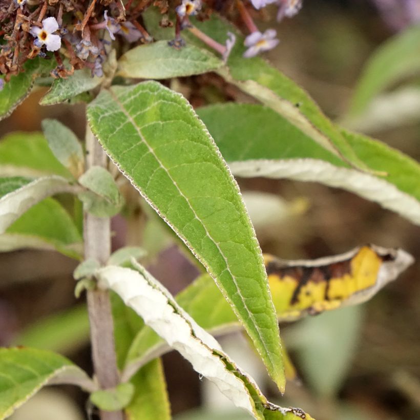 Buddleja davidii Butterfly Candy Lila Sweetheart (Follaje)