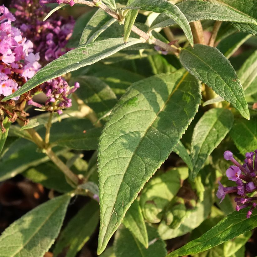 Buddleja davidii Butterfly Candy Little Lila (Follaje)