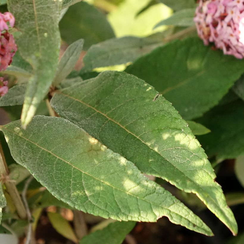 Buddleja davidii Butterfly Candy Little Pink (Follaje)