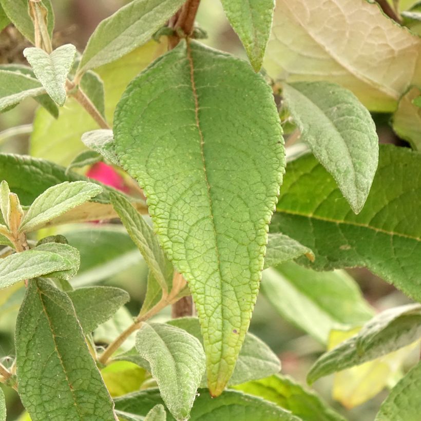 Buddleja davidii Butterfly Candy Little Ruby (Follaje)