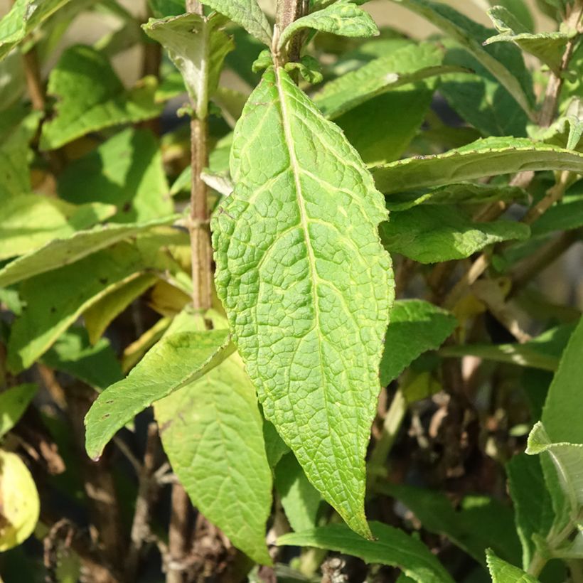 Buddleja davidii Butterfly Candy Trio Mix (Follaje)