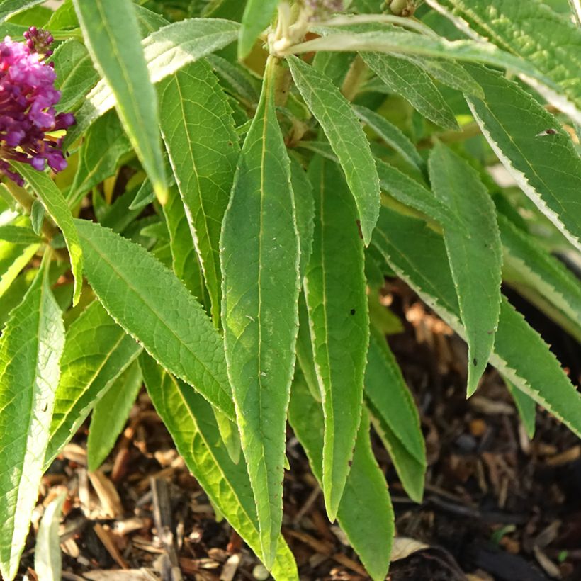 Buddleja davidii Butterfly Candy Little Purple (Follaje)