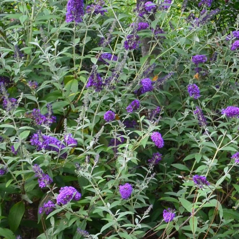 Buddleja davidii Groovy Grape (Floración)