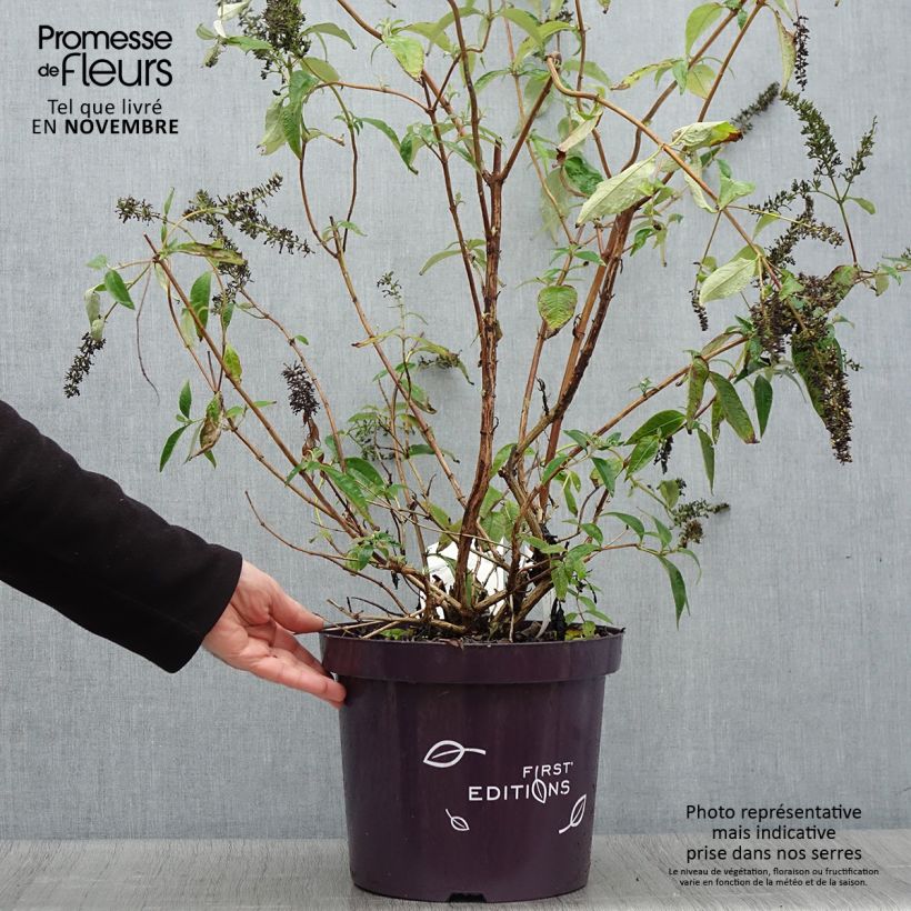 Ejemplar de Buddleja davidii Groovy Grape - Arbre à papillons en pot de 7,5l/10l entregado en otoño