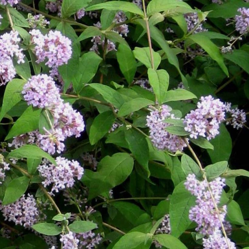 Buddleja delavayi (Follaje)