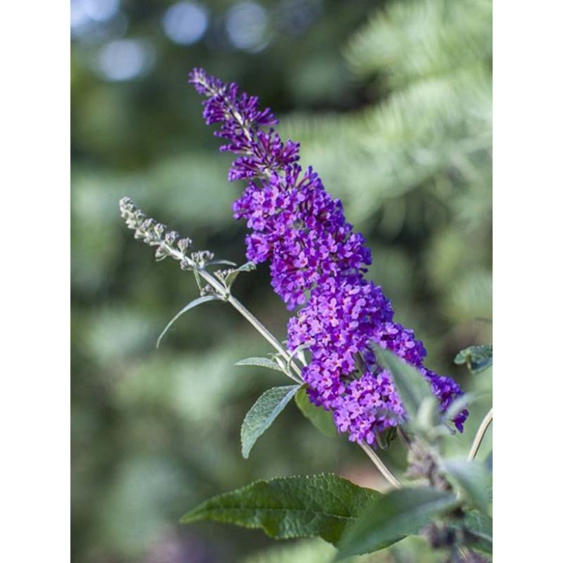 Buddleja davidii Psychedelic Sky (Floración)